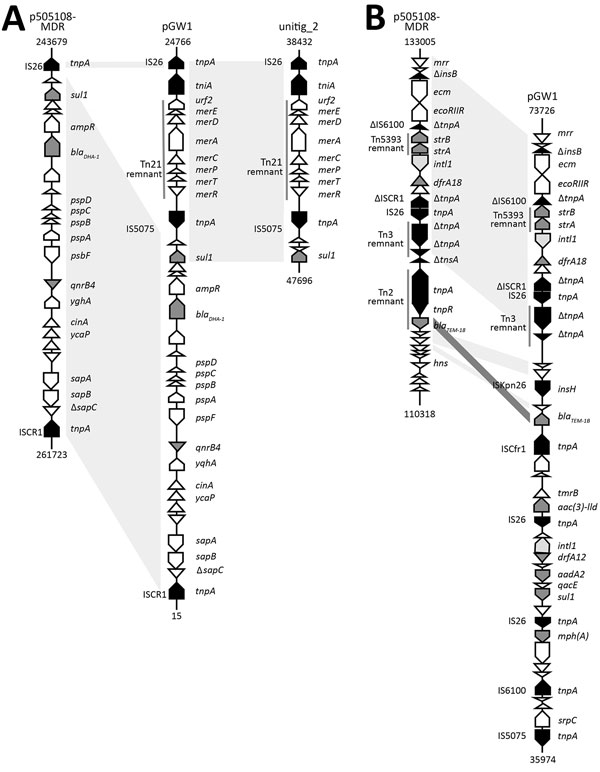 Analysis of resistance plasmid pGW1 in Cronobacter sakazakii sequence type 256, isolated from neonate with meningitis, China, 2015, showing genetic organization of major drug-resistance determinants in pGW1, along with its structural comparison with that of p505108-MDR. The blaDHA-1 region (A) and multidrug-resistance region (B) of plasmid pGW1 are compared with those of plasmid p505108-MDR, unitig_2, or both. Black indicates genes encoding transposase, light gray indicates genes encoding integr