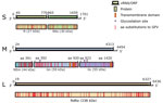 Thumbnail of Genome organization of novel sand fly–associated phlebovirus Ntepes virus identified in Kenya. Sequence length of the L, M, and S segments (in bp) and encoded predicted proteins RdRp, Gn, Gc, N, and nonstructural proteins NSm and NSs (in kDa) are indicated; ORF positions (length in bp) are also indicated. GFV, Gabek Forest virus; L, large segment (encoding the RdRp protein); M, medium segment (encoding the nonstructural protein NSm and the 2 glycoproteins Gn and Gc); N, nucleocapsid