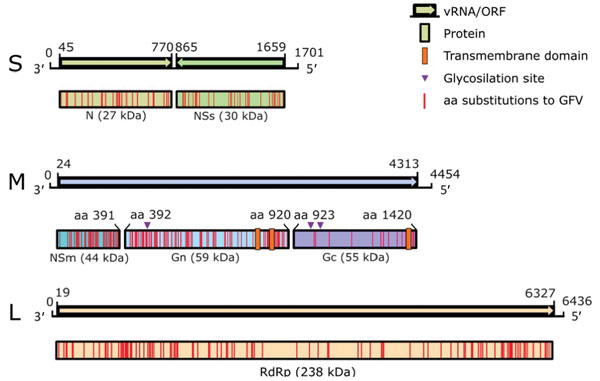 Genome organization of novel sand fly–associated phlebovirus Ntepes virus identified in Kenya. Sequence length of the L, M, and S segments (in bp) and encoded predicted proteins RdRp, Gn, Gc, N, and nonstructural proteins NSm and NSs (in kDa) are indicated; ORF positions (length in bp) are also indicated. GFV, Gabek Forest virus; L, large segment (encoding the RdRp protein); M, medium segment (encoding the nonstructural protein NSm and the 2 glycoproteins Gn and Gc); N, nucleocapsid protein; ORF