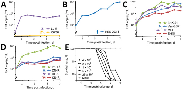 In vitro growth kinetics of novel sand fly–associated phlebovirus Ntepes virus from Kenya in different cell lines. A) Insects: LL-5, sand fly; C6/36, mosquito. B) Human: HEK293-T. C) Peridomestic wildlife: hamster, BHK-21; primate, VeroE6/7; mouse, MEF; bat, EidNi. D) Livestock: swine, PK-15; goat, ZN-R; chicken, DF-1; cattle, KN-R. Cells were infected with a multiplicity of infection of 0.1; supernatants were collected every 24 h for 7 d postinfection. Viral genome copies were measured at indic