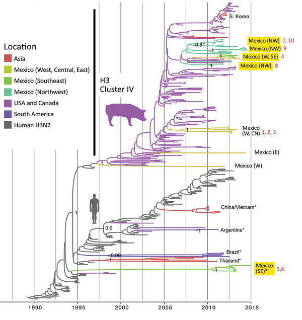 Evolutionary relationships between H3 segments of avian influenza viruses collected in humans and swine globally. Time-scaled Bayesian maximum clade credibility tree is inferred for the H3 segment. The tree includes newly generated sequences from northwest and southeast Mexico, along with background sequences from swine in Mexico, Asia, the United States, and Canada, as well as seasonal H3N2 viruses from humans. The color of each branch indicates the most probable location state. Posterior proba