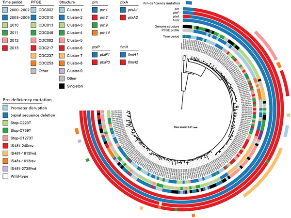 Phylogenetic reconstruction of all 170 isolates and the reference Tohama I (GenBank accession no. CP010964). Isolate metadata and molecular characteristics are color coded, as detailed in the key. Scale bar indicates substitutions per site. CDC, Centers for Disease Control and Prevention; fim, fimbria; fwd, forward insertion; rev, reverse insertion; PFGE, pulsed-field gel electrophoresis; prn, pertactin; ptx, pertussis toxin.