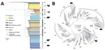 Thumbnail of Phylogenetic structure of 1,267 Salmonella enterica serotype Typhimurium isolates. A) Maximum-likelihood phylogeny from 46 US states and 39 other countries. The tree was rooted at midpoint. Ten major population groups (G1–G10) were delineated. Each dashed line shows the division of subgroups in G2, G3, G4, and G5 (e.g., G2a and G2b). Each isolate is color coded by source. Arrowheads indicate isolates selected for metabolic profiling using Phenotype Microarrays (Biolog, https://biolo