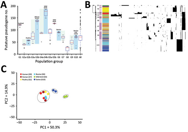 Pseudogene accumulation and metabolic acclimation of Salmonella enterica serotype Typhimurium. A) Abundance of putative pseudogenes in each individual population group or subgroup. Colors indicate each pair of recently diverged clades: light blue indicates source-associated clade; light green indicates diverse-source clade. B) Distribution of putative pseudogenes among Salmonella Typhimurium genomes by source. Cyan, bovine; yellow, poultry; light green, wild bird; blue, swine; dark green, miscel