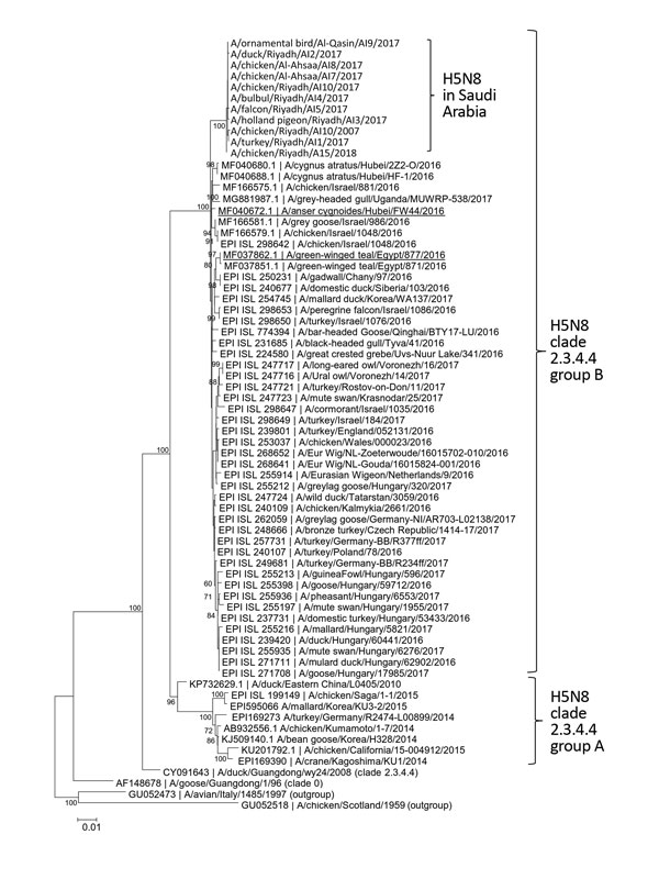 Phylogenetic analysis of hemagglutinin sequences of influenza A(H5N8) viruses detected in oropharyngeal and cloacal swab samples from birds in Saudi Arabia. Aligned sequences were analyzed in MEGA7 (http://www.megasoftware.net). We constructed the phylogenetic tree using the neighbor-joining method. Representative viral sequences and viral sequences that are highly similar to those reported in this study were included in the analysis. H5N8 viruses reported in this study are labeled. Bootstrap va