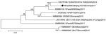 Thumbnail of Phylogenetic tree of EV-C105 from a patient in Beijing, China (black dot) and reference isolates from different locations. We estimated the phylogenetic relationships of complete or near-complete EV-C105 genomes using the neighbor-joining method with 1,000 replicates bootstrapped by using MEGA version 6.06 software (http://www.megasoftware.net). Numbers along branches indicate bootstrap percentages. Isolates are identified by GenBank accession number, strain name, location, and year