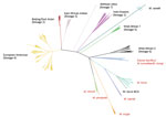 Thumbnail of Maximum-likelihood tree built from 70,144 informative positions from whole-genome sequences of all 323 Mycobacterium tuberculosis complex samples in the calibration set for the new SNPs to Identify TB tool. Lineages are of Mycobacterium tuberculosis. Red text denotes animal subspecies. BCG, bacillus Calmette–Guérin; SNP, single-nucleotide polymorphism.