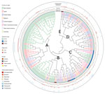 Thumbnail of Hierarchical set RaxML tree of pangenome elements of 404 Escherichia coli serogroup O26 isolates in investigation of historical importation of Shiga toxin–producing E. serogroup O26 and nontoxigenic variants into New Zealand. A–E indicate clades, which are annotated. ST, sequence type.
