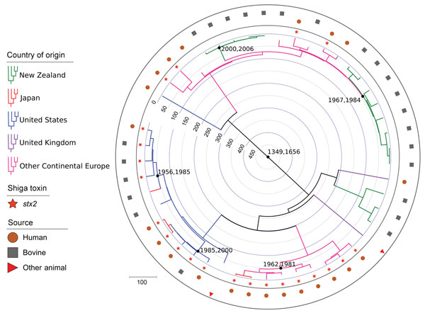 Maximum clade credibility tree of time of most recent common ancestor analysis of 48 Escherichia coli serogroup O26 sequence type 29 isolates in investigation of historical importation of Shiga toxin–producing E. coli serogroup O26 and nontoxigenic variants into New Zealand. Key convergence dates are annotated with 95% highest posterior density intervals, and concentric circles indicate prior time periods (blue, 100 years; gray, 50 years) from the age of the newest isolate (2017.0411 in decimal 