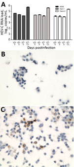 Thumbnail of Isolation of HEV-C from 56-year-old male patient’s feces in cell culture, Queen Mary Hospital, Hong Kong. A) HEV-C RNA loads in culture S and day-7 CL of A549, Huh-7, and Caco-2 cell lines after inoculation by patient’s filtered fecal suspension.Mmean of 3 replicates; error bars indicate standard error of the mean. . B) Uninfected A549 cell monolayer stained with anti–HEV-C polyclonal antiserum. C) Infected A549 cell monolayer stained with anti–HEV-C polyclonal antiserum. Original m