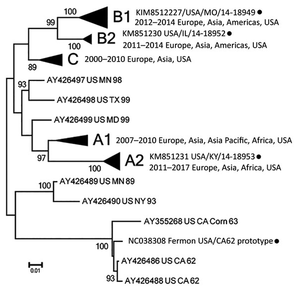 Unrooted neighbor-joining tree depicting phylogenetic relatedness of reference enterovirus D68 isolates (black circles) used in microneutralization assays in study of enterovirus D68 seroprevalence among children and adults in Kansas City, Missouri, USA, 2012–2013. We constructed tree using complete virus protein 1 gene sequences and MEGA6.0 (8). Branching within major clades (bolded) is collapsed for clarity.