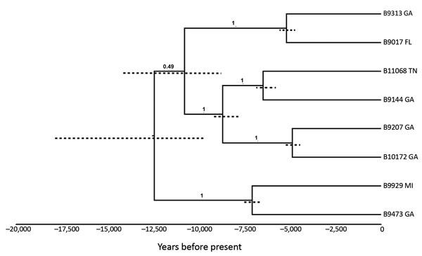 Bayesian phylogenetic analyses of 8 isolates of Cryptococcus gattii sensu stricto from the southeastern United States. We used BEAST 1.8.4 software (http://beast.community) to produce calibrated phylogenies with the mean estimates of time to most recent common ancestor. The tips of the branches correspond to the year of sampling. Dotted node bars are shown for each node and indicate 95% CIs for the timing estimate. The timeline represents years before the present day.