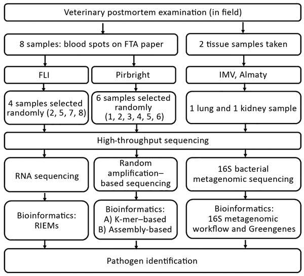 Outline of the process of sampling and high-throughput sequencing protocols performed at 3 research institutes in an investigation of a mass die-off of saiga antelopes, Kazakhstan, 2015. FLI, Friedrich-Loeffler-Institut; IMV, Institute of Microbiology and Virology.