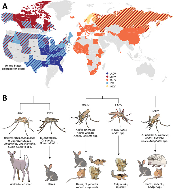 Global distribution, phylogenetic relationship, and vectors and hosts of the 5 California serogroup (CSG) viruses included in study of neuropathogenesis of encephalitic CSG viruses. A) These viruses are found across the globe, primarily throughout North America, Europe, Asia, and Africa (1,4,8,10,12–29). Several of these viruses have overlapping regions of distribution (as indicated by diagonal patterns), including in the United States, where LACV, SSHV, and JCV are all present, and Europe, wher