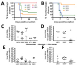 Thumbnail of Neuroinvasiveness of California serogroup (CSG) viruses in weanling C57BL/6 mice after intraperitoneal inoculation in study of neuropathogenesis. We inoculated 5–15 mice per group with 105 PFU of each virus (A) and 6–13 mice per group with 103 PFU of LACV, SSHV, or TAHV (B). Brains and spleens of mice were collected at the experimental endpoint and evaluated for viral RNA by quantitative reverse transcription PCR with virus-specific primers. The average of 3 mock controls is reporte