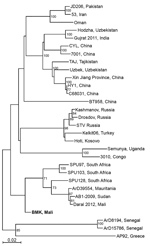 Thumbnail of Phylogenetic analysis of representative Crimean-Congo hemorrhagic fever virus (CCHFV) isolates identified in Mali in 2017 (bold) and reference isolates. The tree was constructed by using full-length sequences of the small RNA segment and the neighbor-joining method with bootstrapping to 10,000 iterations. Partial sequences were compared by using the pairwise deletion method. The tree is drawn to scale. Evolutionary analyses were constructed in MEGA7 (https://www.megasoftware.net). S