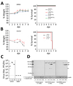 Thumbnail of Results of virulence testing of BRBV in immunocompetent mice. A, B) B6 mice (n = 4) infected intraperitoneally with the indicated doses of BRBV (A) or DHOV (B) were monitored for wWeight (mean +SEM) and survival. Animals were euthanized if they lost &gt;25% bodyweight or showed severe illness. C) For virus growth, B6 mice (n = 5) were infected intraperitoneally with 100 PFU of DHOV and 1,000 PFU of BRBV. After 4 days, liver, lung, and spleen were harvested and a plaque assay perform