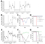 Thumbnail of Immune response to BRBV in vivo. A) B6 WT (n = 5) mice or animals with a knockout in IFNAR (IFNAR−/−) (n = 6), IL28R−/− (n = 6), IFNAR−/− IL28R−/− double knockout (n = 6), or STAT1−/− (n = 7) infected intraperitoneally with BRBV (1000 pfu). Liver, lung, spleen, and kidney were harvested at day 4 and viral titers determined. B) B6 WT animals (n = 4/group) treated with monoclonal antibodies directed against IFNAR-1 (0.5 mg/mouse 24 h before and 24 h after infection) or against IFN-γ (