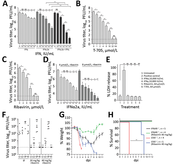 Antiviral treatment against BRBV. A–D) Huh7 cells infected with BRBV (multiplicity of infection 0.001) had viral titers determined at 48 hpi. Shown are the arithmetic means (+SD) of log-transformed values of 3 independent experiments. The cells were treated with increasing amounts of IFN-α2a, IFN-γ, or equal amounts of both IFNs 16 h prior and 2 hpi (A); increasing amounts of the antiviral drugs favipiravir (T705) and ribavirin 2 hpi (B, C); or a combination of ribavirin and IFN-α2a (D). E) To e