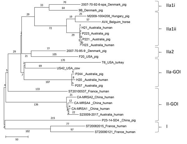 Phylogenetic tree of MRSA sequence type (ST) 398 isolate S23009-2017, recovered from a man in Australia in 2017, and related MRSA ST398 isolates from around the world (2,6,7). The tree was constructed by using single-nucleotide polymorphism differences and is rooted with MRSA ST398 isolates containing a single Panton-Valentine leukocidin locus. Isolates are grouped into clusters as described by Price et al. (6). Scale bar represents number of nucleotide substitutions per residue. CA-MRSA, commun