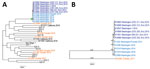 Thumbnail of Genetic relationships among Coccidioides immitis isolates. A) Isolates from patients in Washington, USA, compared with isolates from other locations. B) Genetic relationships among C. immitis isolates from the Washington clade; single-nucleotide polymorphism numbers are shown above the branches. Dark blue indicates previously described environmental and human isolates (13) from Washington, light blue indicates isolates from new cases that were likely acquired in Washington, and oran