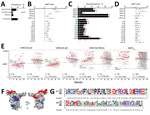 Thumbnail of IgG responses during pregnancy against selected VAR2CSA antigens and polymorphism in target sequences in serologic study of Plasmodium falciparum in pregnant women. A) P. falciparum prevalence by quantitative PCR (qPCR) in 239 pregnant women from Mozambique at recruitment, second administration of IPTp, and delivery. Cumulative prevalence at delivery refers to peripheral or placental infection detected by microscopy, qPCR, or histology at any time point. B) Ratio of nMFIs at deliver