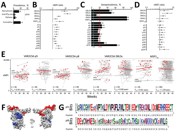 IgG responses during pregnancy against selected VAR2CSA antigens and polymorphism in target sequences in serologic study of Plasmodium falciparum in pregnant women. A) P. falciparum prevalence by quantitative PCR (qPCR) in 239 pregnant women from Mozambique at recruitment, second administration of IPTp, and delivery. Cumulative prevalence at delivery refers to peripheral or placental infection detected by microscopy, qPCR, or histology at any time point. B) Ratio of nMFIs at delivery in women fr