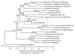 Thumbnail of Phylogenetic relationships of Bartonella rousetti (proposed name) obtained from Egyptian fruit bats (Rousettus aegyptiacus) collected in Nigeria, 2010 and 2013, and other Bartonella species and bat-associated Bartonella based on internal transcribed spacer sequences. The neighbor-joining method by the Kimura 2-parameter distance method and bootstrap calculation was conducted with 1,000 replicates for phylogenetic analysis. The internal transcribed spacer sequence obtained from the b