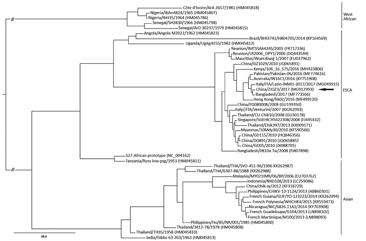 Phylogenetic analysis of the complete CHIKV genome sequences of isolate ZJQZ3 from Quzhou, Zhejiang Province, China (arrow), and reference sequences. Dataset-specific models that were selected using the Akaike Information Criterion in Modeltest 3.7 (http://darwin.uvigo.es/our-software) were analyzed. Maximum-likelihood (ML) analysis was processed in RAxML v7.2.8 (http://sco.h-its.org/exelixis/software.html). The optimal ML tree and bootstrap percentages (BP) were estimated in the same run. The M