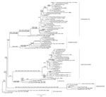 Thumbnail of Hemagglutinin-esterase gene phylogeny for influenza C viruses detected in Cameroon compared with reference viruses. The phylogeny is based on 80 full-length open-reading frames downloaded from the GISAID EpiFlu database (https://www.gisaid.org), with signal peptide coding regions and stop codons removed, yielding products of 1,923 nt. The phylogeny was estimated by using RaxML version 8.2.X (https://sco.h-its.org/exelixis/software.html) with a general time reversible plus gamma subs