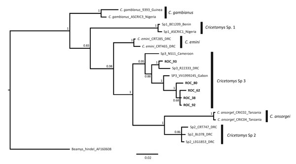 Bayesian majority rules consensus tree comparing sequences obtained from Cricetomys specimens collected in Likouala Department, Republic of the Congo, 2017 (boldface), with sequences from Olayemi et al. (31). Vertical black bars distinguish clades representing Cricetomys giant pouched rat species proposed by Olayemi et al. Tree was constructed on the basis of 2 independent runs, 5 million generations each, based on a 409-bp long fragment of the cytochrome B gene. Bayesian posterior probabilities