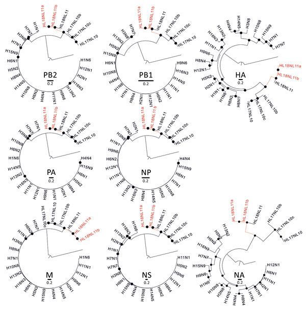 Phylogenetic relationships between bat influenza A viruses from Brazil and reference viruses. Phylogenetic trees show comparison of the 8 segments of representative influenza A virus genomes (PB2, PB1, PA, HA/HL, NP, NA/NL, M, NS) with A/great fruit-eating bat/Brazil/2301/2012 (HL18NL11a; GenBank accession nos. MH682200–7) and A/great fruit-eating bat/Brazil/2344/2012 (HL18NL11b; - GenBank accession nos. MH682208–15), shown in red. Maximum-likelihood trees were inferred using a general time reve