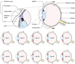 Thumbnail of Lassa virus (LASV) localization in guinea pigs that died of or survived infection with LASV-Josiah in study of LASV targeting of anterior uvea and endothelium of cornea and conjunctiva in eye. Primary diagram at top shows major structures of the eye; smaller diagrams detail the general regions in which LASV antigen (red circles) was detected in the eye of each animal by immunohistochemical analysis. All animals were euthanized because of disease (14–23 days postinfection) except Jos