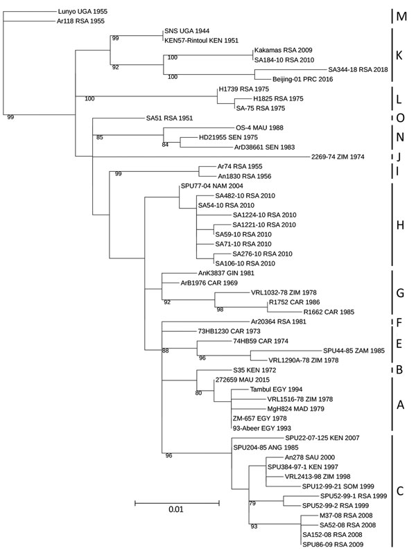 Maximum-likelihood tree showing the phylogeny of Rift Valley fever virus isolate SA344-18, collected in South Africa in May 2018, on the basis of a 490-nt fragment of the medium segment. Lineage names according to the nomenclature of Grobbelaar et al. (5) are indicated. Maximum-likelihood analysis was performed in RAxML version 8.2.10 (http://evomics.org/learning/phylogenetics/raxml); 100,000 bootstrap replicates were performed. Bootstrap values are shown at the nodes. Scale bar indicates nucleo