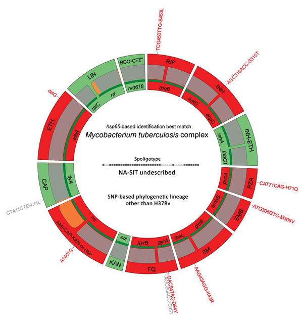 Deeplex-MycTB (GenoScreen, https://www.genoscreen.fr) results identifying an extensively drug-resistant genotypic profile in an isolate from a tuberculosis (TB) patient in Lebanon. Results correspond to TB patient no. 185 in Table 2. Target gene regions are grouped within sectors in a circular map according to the drug resistance with which they are associated. Red indicates target regions in which drug resistance-associated mutations are detected (red text around the map), whereas green indicat