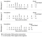 Thumbnail of Schematic representation of the animals and samples used in study of preclinical detection of prions in blood of nonhuman primates infected with vCJD. The 72 m-vCJD samples previously analyzed by PMCA (Figure 5) were collected throughout the whole incubation period, starting 65 dpi until the final bleed. The first blood collection at 65 days postinoculation represents 759 (M1 and M2) and 644 (M3) days before the onset of the first neurologic signs. The 72 m-vCJD BC samples included 