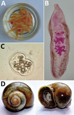 Thumbnail of Artyfechinostomum sufrartyfex trematodes isolated from infected patients in Bihar, India. A) Trematodes in physiologic saline collected from stool samples. B) Whole mount of an adult trematode (acetocarmine stain). C) Metacercaria isolated from Pila globosa snails. Original magnification ×400. D) Pila globosa snails, the second intermediate host of the trematode.