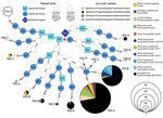 Thumbnail of Relationships between detected Cyclospora mitochondrial junction (Cmt) types, United States. Fourteen unique Cmt types were detected. Cmt214.A (top left) was not detected in this study but was reported previously (GenBank accession no. MH430089.1); it represents the type with the largest number of 15-mer repeats (total 6) and is therefore included as reference for comparison. Three different 15-mer repeat sequences are known, and each Cmt type possesses 2–6 of these 15-mer repeats i