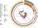 Thumbnail of Bayesian phylogenetic analysis of global Klebsiella pneumoniae sequence type (ST) 307 isolates. The ST307 genomes included 88 from South Africa (this study) and 620 international isolates from 19 countries (downloaded from the US National Center for Biotechnology Information whole genome shotgun database. ST307 has 6 distinct clades, as indicated on branches. CTX-M, active on cefotaxime first isolated in Munich; KPC, Klebsiella pneumoniae carbapenemase; NDM, New Delhi metallo-β-lact
