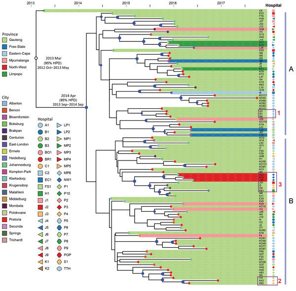 Bayesian evolution analysis of Klebsiella pneumoniae sequence type (ST) 307 in South Africa hospitals, January 2014–December 2016. A and B indicate the 2 distinct lineages that evolved within Gauteng Province. Highlighted areas depict the provinces from which isolates were obtained, and colored dots at the tips of areas represent the cities from which the isolates were obtained (e.g., for Gauteng Province, Pretoria is red, Johannesburg is green). Dark blue dots at branch points indicate posterio