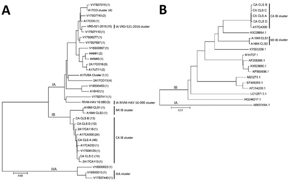 Phylogenetic analysis of HAV sequences from California, USA, and reference sequences. A) Comparison of VP1–P2B sequences obtained for 160 specimens. The number of specimens represented by each VP1–P2B sequence is indicated within parentheses. B) Comparison of nearly complete genome sequences (7,306 nt) for representative subgenotype IB cluster strains with HAV IB strain sequences found in GenBank. The genome sequence (M14707.1) represents the IB reference strain (HM175). A HAV subgenotype IA seq