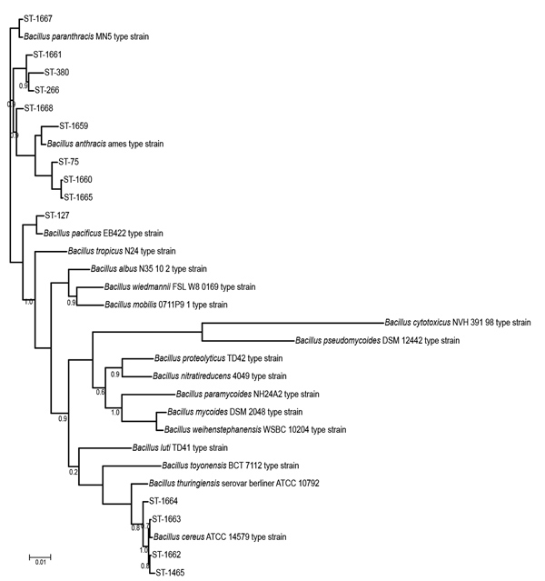 Phylogenetic relatedness of the 14 STs identified during investigation of an outbreak at Assam Medical College &amp; Hospital, Dibrugarh, India, 2018, with 18 Bacillus cereus group species type strains. Scale bar indicates nucleotide substitutions per site.