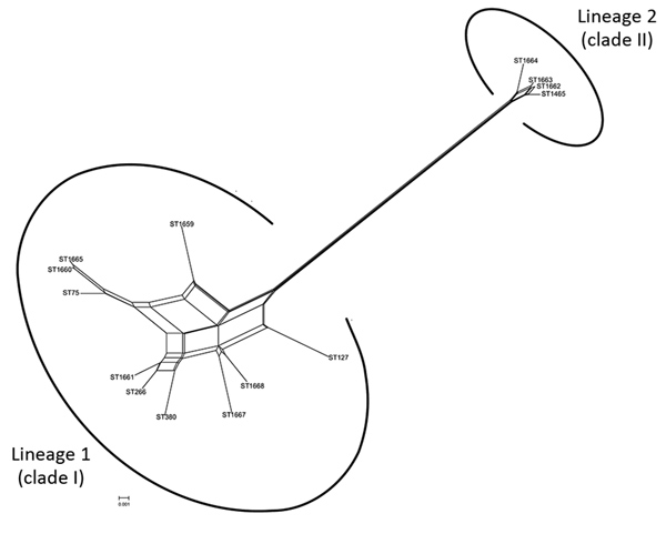 Phylogenetic network analysis using Splits Tree (21) identified 2 lineages among the whole population of 14 STs, Assam Medical College &amp; Hospital, Dibrugarh, Assam, Northeast, India, 2018. ST, sequence type.