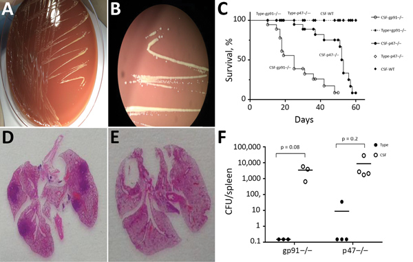 Granulibacter bethesdensis colonies and pathology results after inoculation on mouse models. A, B) CSF on chocolate agar for 4 days showed slowly growing brown-yellow, shiny colonies 2–4 mm in diameter. Full 16S RNA sequencing (≈1,500 bp) led to identification of G. bethesdensis (with 99.7% match). C) Survival of Gp91/p47 KO mice after inoculation of different G. bethesdensis strains. D) Pathology images of gp91KO mouse lung after CSF strain infection. E) Pathology images of gp91KO mouse lungs a