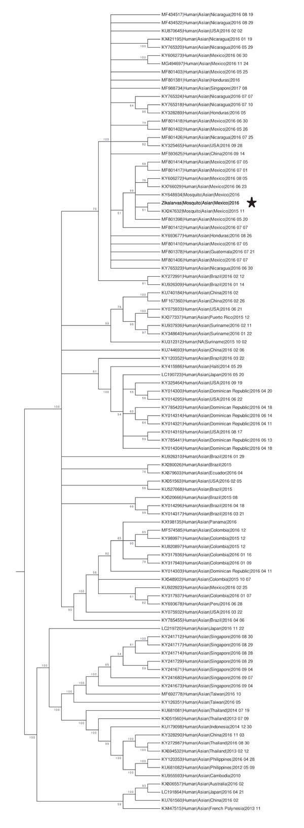 Condensed phylogenetic reconstruction of selected complete Zika virus genomes. This tree depicts the phylogenetic relationships between Zika virus isolate 31N from an Aedes aegypti larval pool, Jojutla, Morelos, Mexico (bold), and 98 complete genome sequences of Zika viruses obtained from the Virus Pathogen Resource database. GenBank accession numbers are provided. Nodes with bootstrap values support &lt;50% were condensed and branch lengths were normalized to emphasize tree topology.