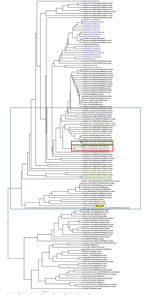 Thumbnail of Molecular phylogenetic tree and coding region variants for the spike (S) glycoprotein gene of MERS-CoV isolates from South Korea, September 2018, and reference sequences. Phylogenetic analysis of 157 S sequences was performed using MEGA7 (https://www.megasoftware.net), with tree visualization using FigTree version 1.4.3 (http://tree.bio.ed.ac.uk/software/figtree). The taxonomic positions of circulating strains from the outbreak in South Korea and Riyadh, Saudi Arabia, are indicated.