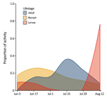 Thumbnail of Seasonal activity of Haemaphysalis longicornis ticks (adults, nymphs, and larvae), Staten Island, New York, USA. Questing ticks were pooled by 2-week collection sessions during June 3–August 23, 2018.