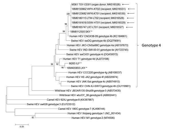 Phylogenetic analyses of the partial RNA-dependent polymerase region of HEV strains involved in study of donor-derived genotype 4 HEV infection, Hong Kong, China, 2018, and other HEV genotypes. The bootstrap analysis was performed with 1,000 replicates. Bootstrap values &lt;70% are not shown. The analysis included 382 nt positions. GenBank accession numbers or recipient identification numbers are shown in parentheses. Asterisks (*) indicate locally identified cases of HEV infection; arrows (←) i