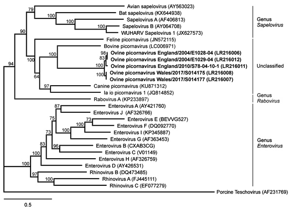 Phylogenetic relation of ovine picornavirus to other picornaviruses of the genera Sapelovirus, Rabovirus, and Enterovirus, as well as unclassified picornaviruses. The maximum-likelihood phylogenetic tree is based on complete coding sequences and calculated by IQ-TREE v1.6.5 (http://www.iqtree.org) with the best-fit model General time reversible + empirical base frequencies + free rate model 5. Teschovirus was included as an outgroup. Statistical supports of 100,000 ultrafast bootstraps are indic
