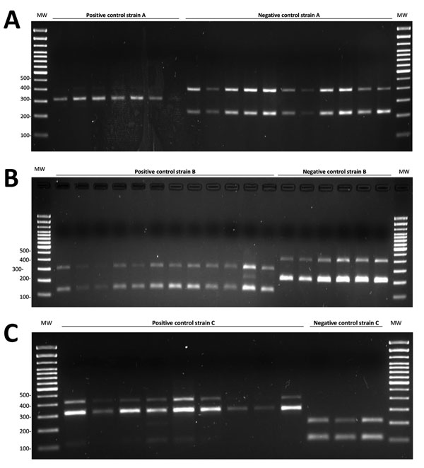 PCR products for allele-specific oligonucleotide PCRs for Mycobacterium tuberculosis cluster A, cluster B, and cluster C strains on a selection of representative strains A, B, and C and a selection of non-A, non-B, and non-C controls. Testing was for a isimplified model to survey tuberculosis transmission using data from patients and controls in Panama and Colon provinces, Panama, 2015. A) 308-bp PCR product (single-nucleotide polymorphism [SNP] 2) for strain A and 400-bp and 228-bp products (SN